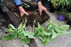 Be frugal when buying new plants— split them into more plants