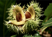 Chestnut trees make a comeback in Virginia