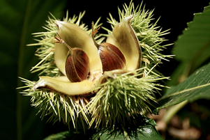 Chestnut trees make a comeback in Virginia