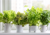 Herb gardening offers many flavorful options