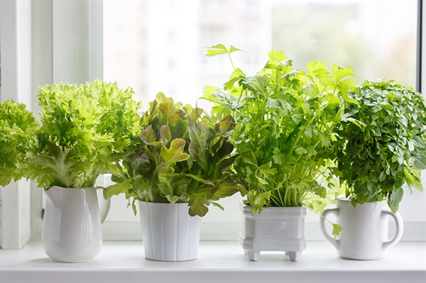 Herb gardening offers many flavorful options
