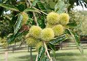 Virginia growers put chestnuts back on the map