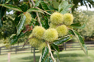 Virginia growers put chestnuts back on the map
