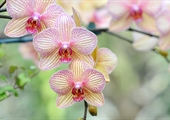 Virginia orchid growers’ business is blooming