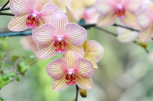 Virginia orchid growers’ business is blooming