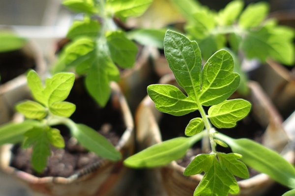 Gardeners advised to toughen up seedlings for spring planting