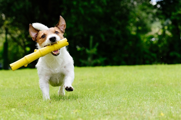 Spring is a good time to spruce up your lawn