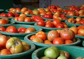 Tomatoes offer taste of summer’s bounty