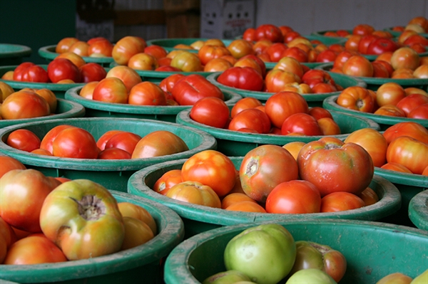 Tomatoes offer taste of summer’s bounty
