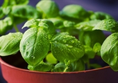 Cooking with tomatoes? Bust out the basil!