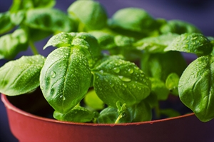 Cooking with tomatoes? Bust out the basil!