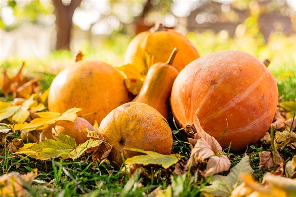 Agriculture makes fall festivities possible