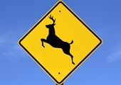 Be mindful of deer on roadways