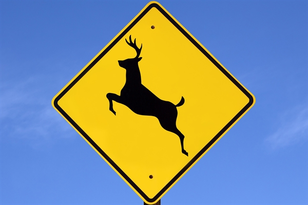 Be mindful of deer on roadways