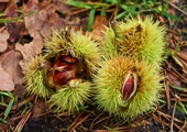 Virginia chestnut group rekindling holiday tradition