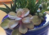 Tending to succulents can yield valuable lessons for both experienced and beginning gardeners