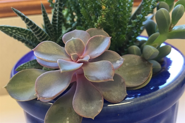 Tending to succulents can yield valuable lessons for both experienced and beginning gardeners