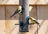 Blending your own birdseed draws a diverse flock to feeders