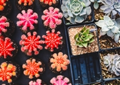 DIY succulent arrangements thrive indoors without much fuss