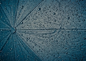 Cover your assets with an umbrella insurance policy