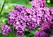 Lilacs not blooming? See if they get enough light