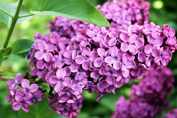 Lilacs not blooming? See if they get enough light