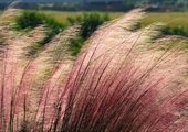 No rain? No problem! Some Virginia plants tolerate thirst