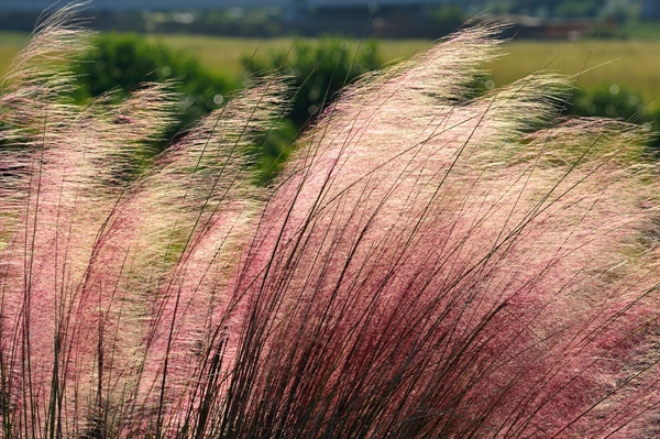 No rain? No problem! Some Virginia plants tolerate thirst