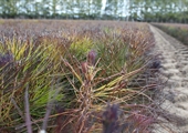 Virginia nursery seedlings are fortifying forests’ futures