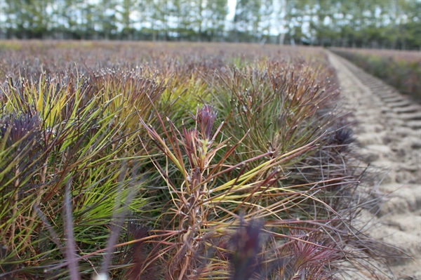 Virginia nursery seedlings are fortifying forests’ futures