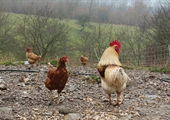 Safety is key when raising backyard chickens