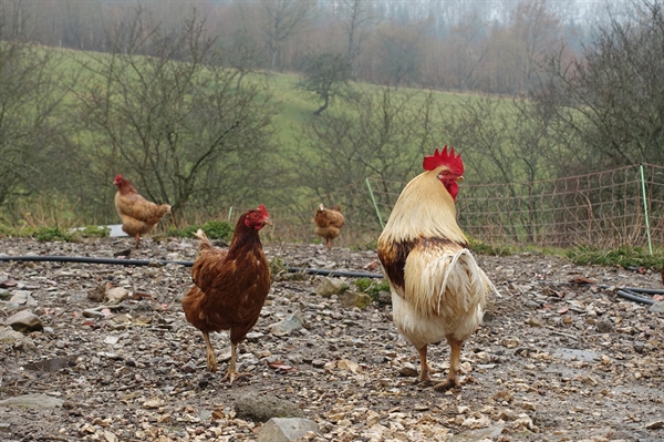 Safety is key when raising backyard chickens