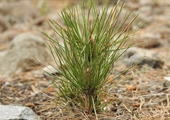 State forestry department nurseries grow millions of seedlings for landowners, reforestation