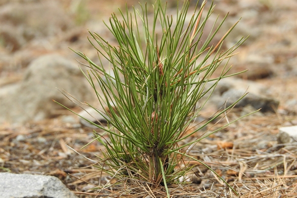 State forestry department nurseries grow millions of seedlings for landowners, reforestation