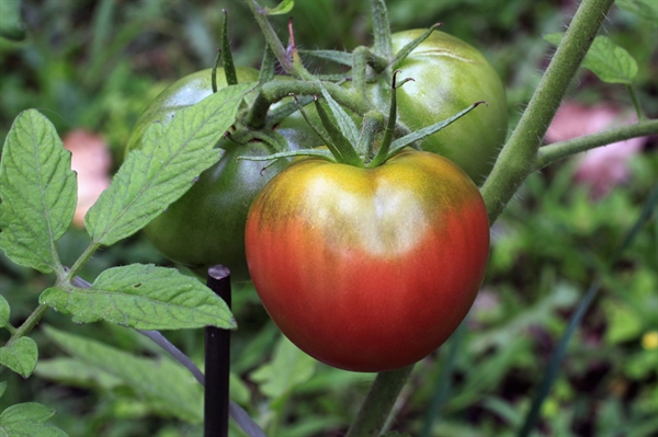 Heirloom vegetables open a window to historical flavors