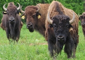 Meet the Virginia farmers who are helping preserve bison from extinction