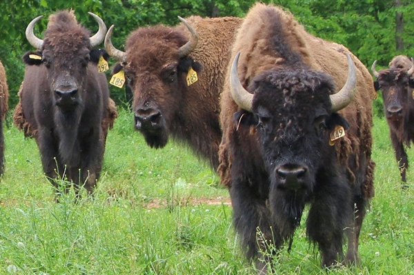 Meet the Virginia farmers who are helping preserve bison from extinction