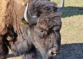 Bison farmers tap into a niche market, preserve American tradition