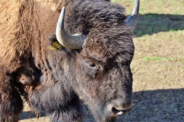 Bison farmers tap into a niche market, preserve American tradition