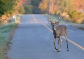 Use caution as deer activity increases on Va. roadways