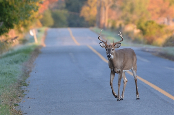 Use caution as deer activity increases on Va. roadways