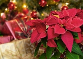 Spruce your home up for the holidays with Virginia-grown Christmas trees and poinsettias