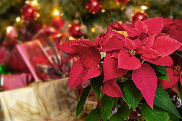 Spruce your home up for the holidays with Virginia-grown Christmas trees and poinsettias