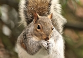 Keep squirrels out of bird feeders this winter