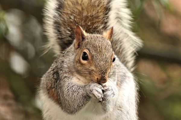 Keep squirrels out of bird feeders this winter
