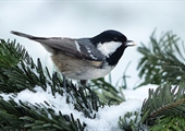 Plan now for healthy bird habitat year-round