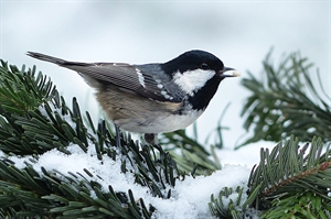 Plan now for healthy bird habitat year-round
