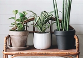 Brighten your wintertime mood with houseplants