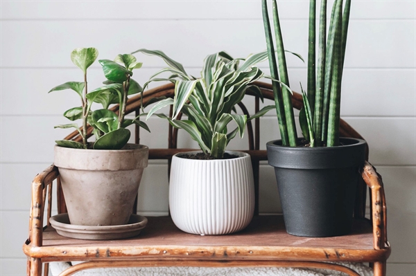 Brighten your wintertime mood with houseplants