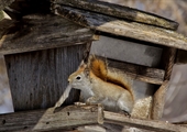 Learn how to keep squirrels away from bird feeders with tips from Virginia horticulturalists